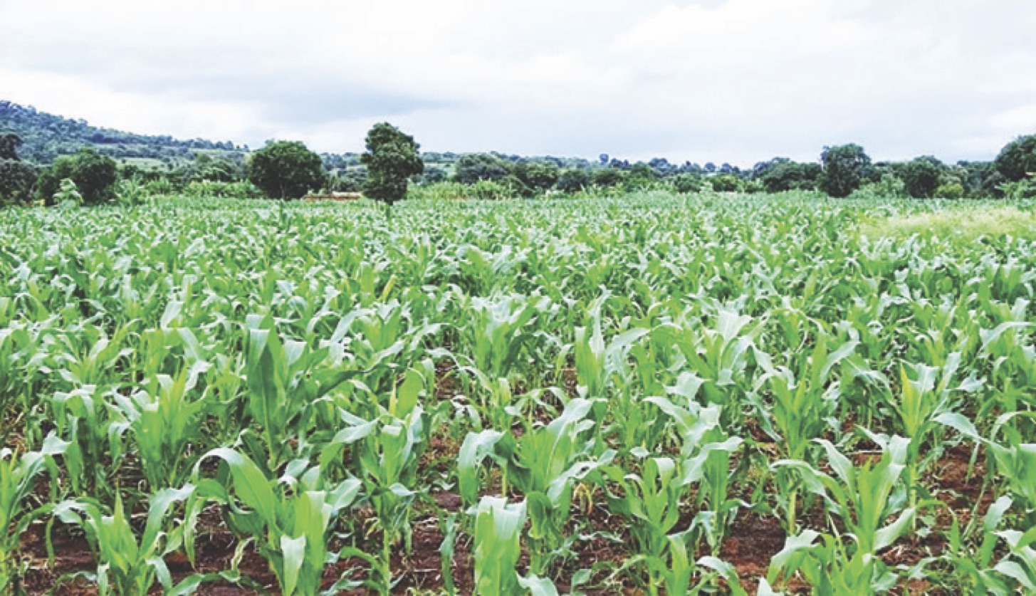 Large-scale Farmland Acquisition Outcome on Displaced Farmers’ Livelihoods in Edo State, Nigeria