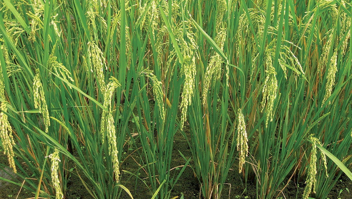 Profit Efficiency of Rice Production in Onicha Local Government Area, Ebonyi State, Nigeria