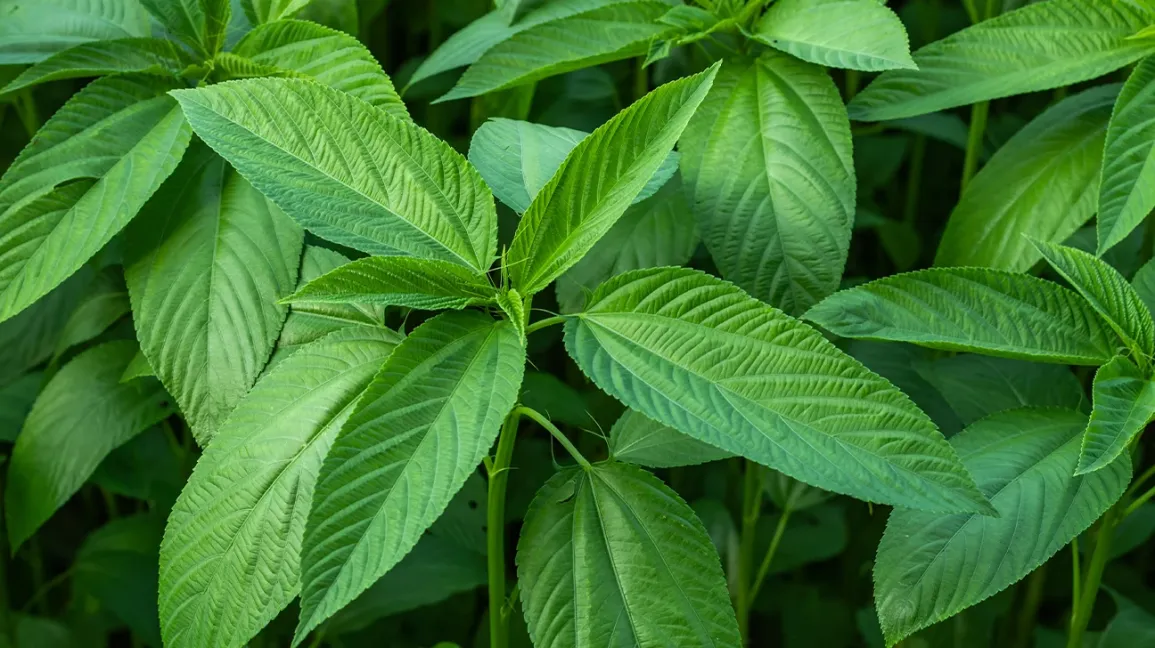 Assessment of the Nutritional Composition of the Fruits of Jute Mallow (Corchorus olitorius)